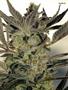 Page: - 89 | High Times