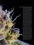 Page: - 57 | High Times
