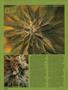 Page: - 62 | High Times