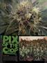 Page: - 72 | High Times