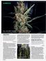 Page: - 88 | High Times