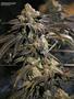 Page: - 50 | High Times