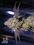 Page: - 56 | High Times