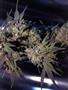 Page: - 57 | High Times
