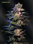 Page: - 58 | High Times