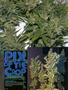 Page: - 78 | High Times