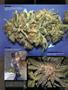Page: - 79 | High Times