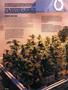 Page: - 82 | High Times