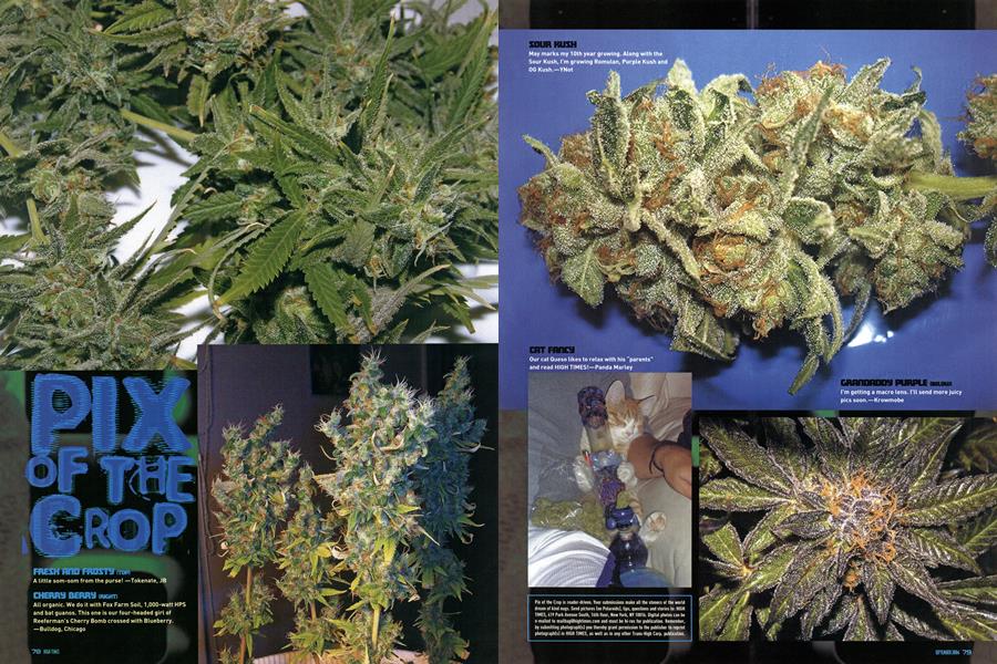 PIX OF THE CROP