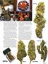 Page: - 47 | High Times