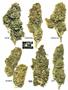 Page: - 51 | High Times