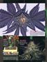 Page: - 73 | High Times