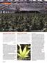 Page: - 88 | High Times