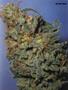 Page: - 89 | High Times