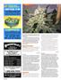 Page: - 92 | High Times