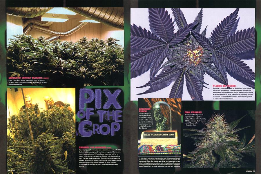 PIX OF THE CROP