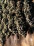 Page: - 57 | High Times