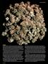 Page: - 60 | High Times