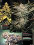 Page: - 73 | High Times