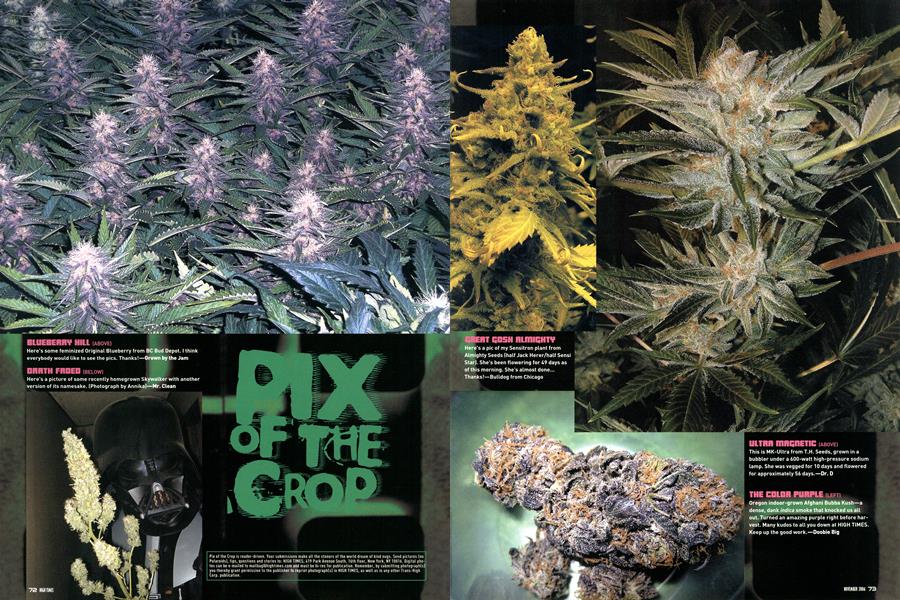 PIX OF THE CROP