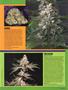 Page: - 47 | High Times