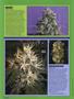 Page: - 50 | High Times