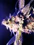 Page: - 52 | High Times