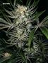 Page: - 54 | High Times