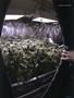 Page: - 77 | High Times