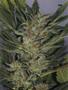 Page: - 89 | High Times