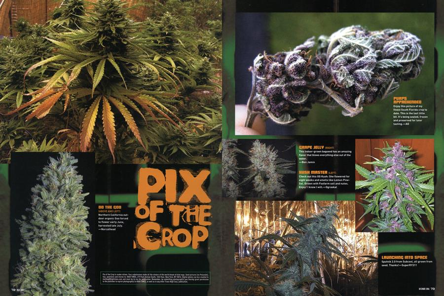 PIX OF THE CROP