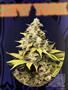 Page: - 49 | High Times
