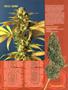 Page: - 50 | High Times