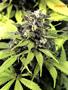 Page: - 51 | High Times