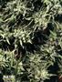 Page: - 52 | High Times