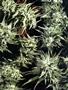 Page: - 53 | High Times