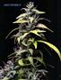 Page: - 54 | High Times