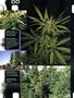 Page: - 73 | High Times
