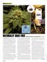 Page: - 80 | High Times