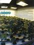 Page: - 49 | High Times
