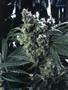 Page: - 54 | High Times