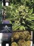 Page: - 73 | High Times