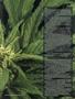 Page: - 77 | High Times