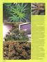 Page: - 82 | High Times