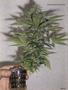Page: - 89 | High Times