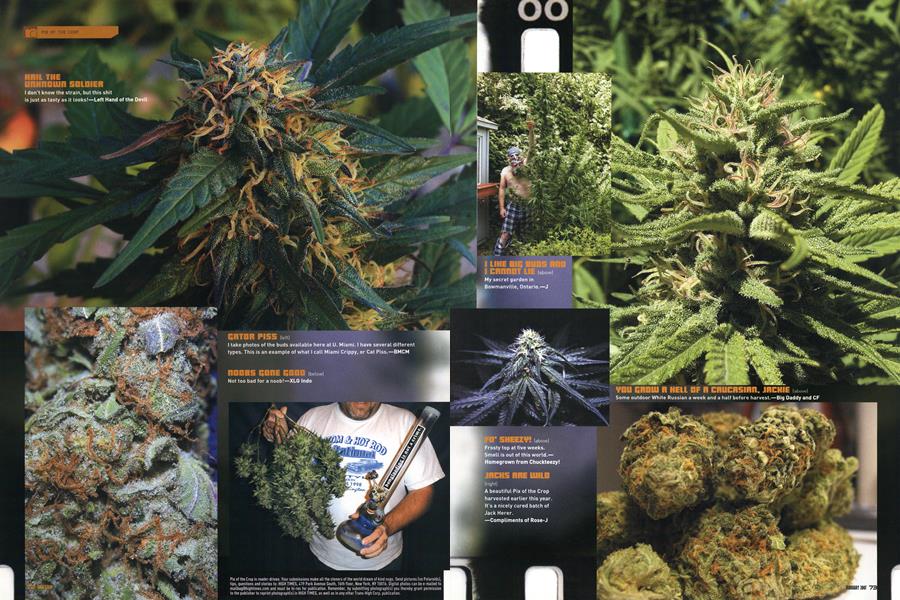 PIX OF THE CROP