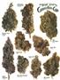Page: - 55 | High Times