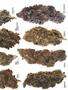 Page: - 57 | High Times