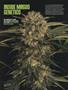 Page: - 64 | High Times