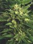Page: - 65 | High Times